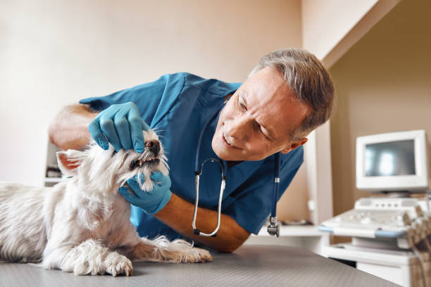 Best Emergency Dental Care for Broken or Chipped Teeth in Comanche, TX